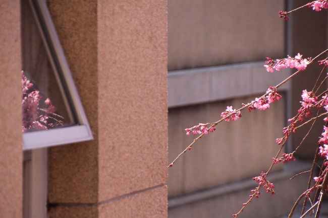 IMG_1559　一重紅枝垂れ桜　WC窓に映る