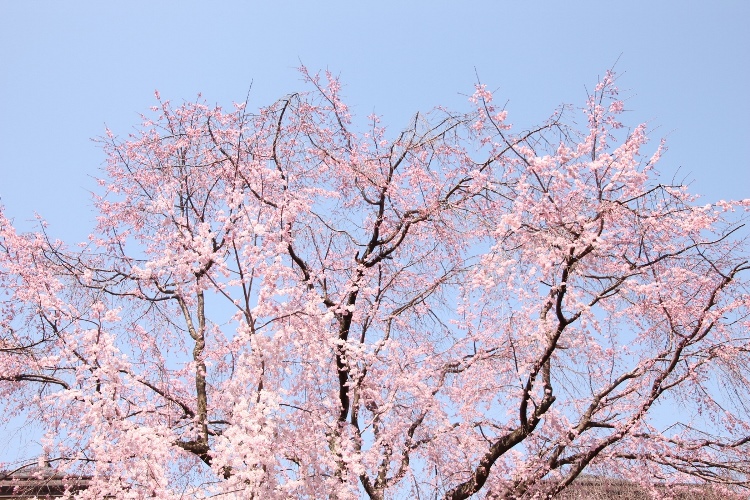 IMG_1293 祇園しだれ桜　上部のみ切り取り1