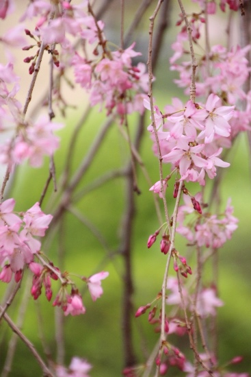 １IMG_2584　一重紅枝垂れ桜　縦超アップ