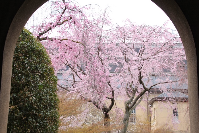 IMG_2294　祇園しだれ桜＆一重紅枝垂れ桜　アーチ越し