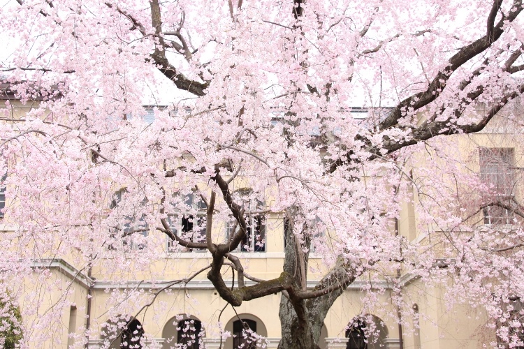 IMG_2313　祇園しだれ桜　旧本館北側バック