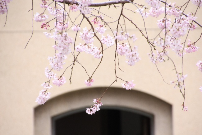 IMG_2409 祇園枝垂れ桜と中庭入り口