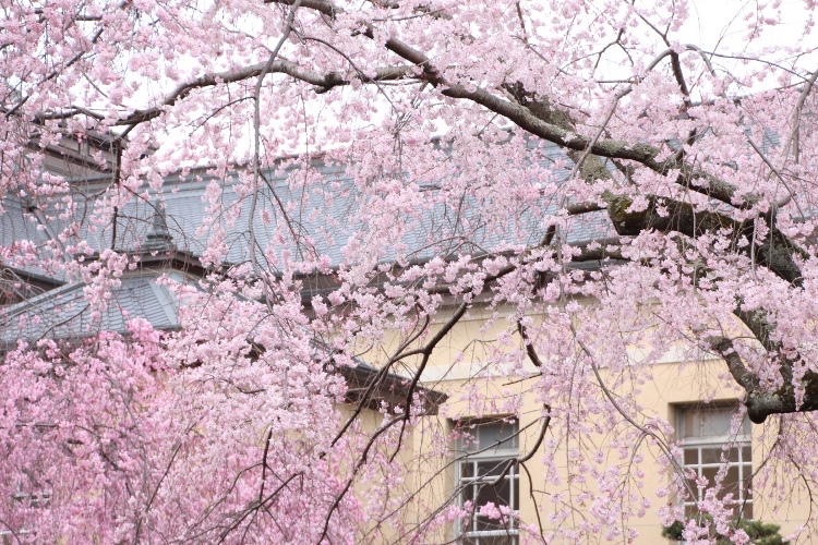 IMG_2457　祇園しだれ桜左下方一重紅枝垂れ桜少し　南東旧本館バック