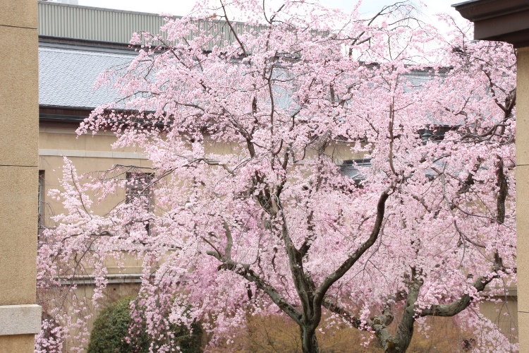 IMG_2509　祇園しだれ桜　２階北西窓から全体