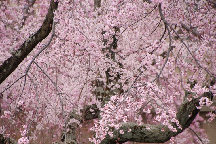 IMG_2519　祇園しだれ桜　中アップ