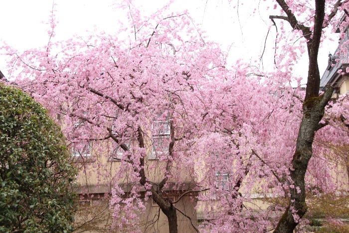 IMG_2576　一重紅枝垂れ桜　花部分全体