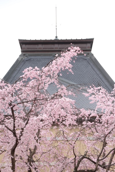 IMG_2472 祇園しだれ桜　縦　屋根バック