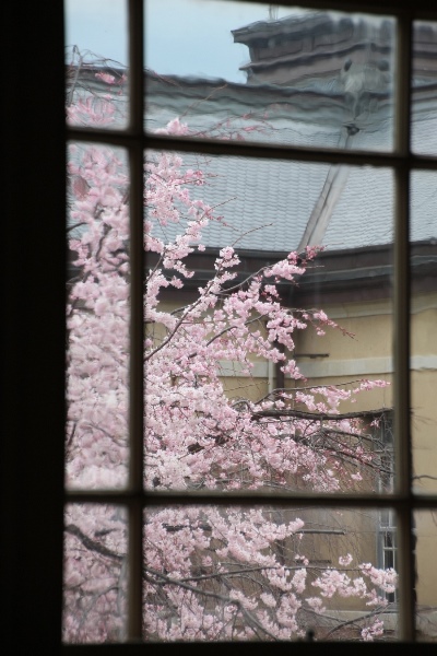 IMG_2548　祇園しだれ桜　窓越し