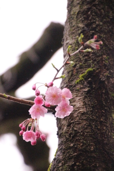 IMG_2638　八重紅枝垂れ桜開花２