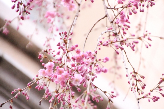 IMG_2642 八重紅しだれ桜開花１