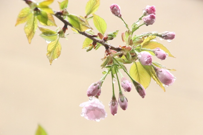 １IMG_2857　はるか桜アップ