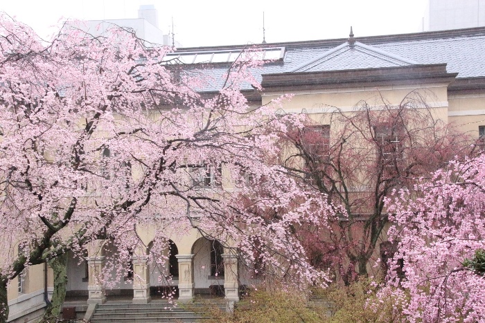 IMG_2687　北側旧本館に３種類のしだれ桜