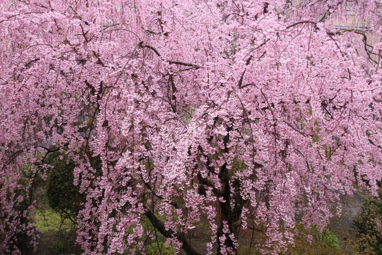 IMG_2727　一重紅枝垂れ桜　上から花房全体