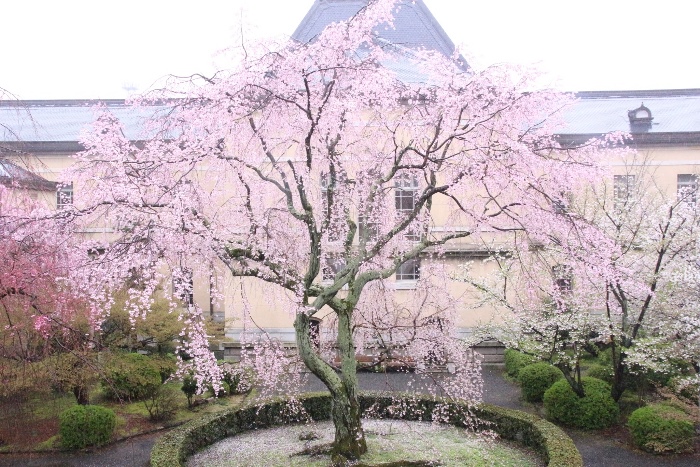 IMG_2772　北側窓より　祇園しだれ桜全体