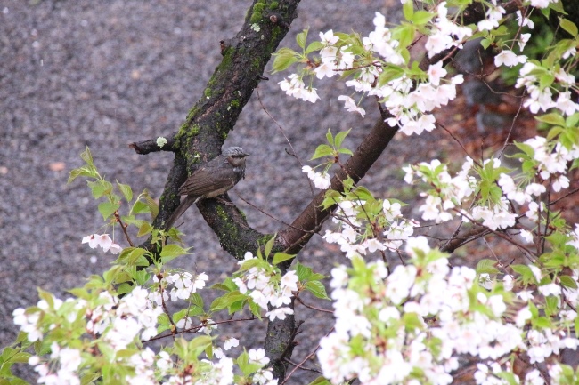 IMG_2797　鳥と大島桜