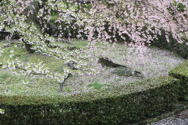 IMG_2814　祇園しだれ桜＆大島桜　落花