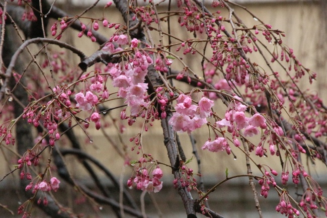 IMG_2862　八重紅枝垂れ桜中アップ