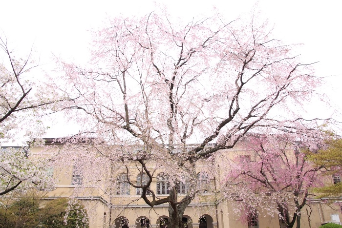 IMG_2549　祇園しだれ桜　中央に北側旧本館バック