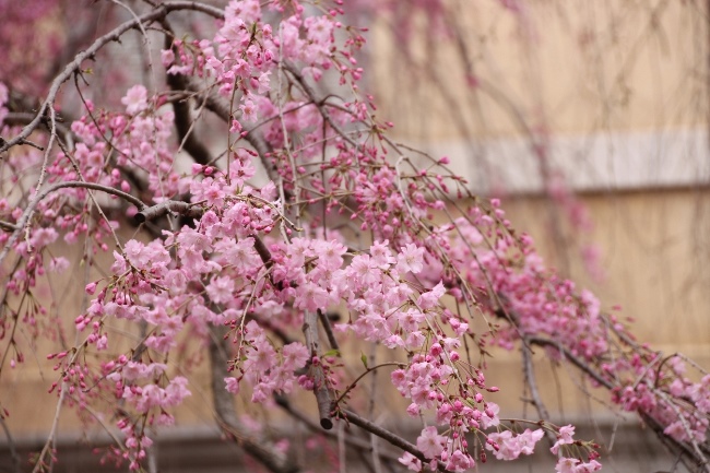 IMG_2567　八重紅枝垂れ桜　中アップ