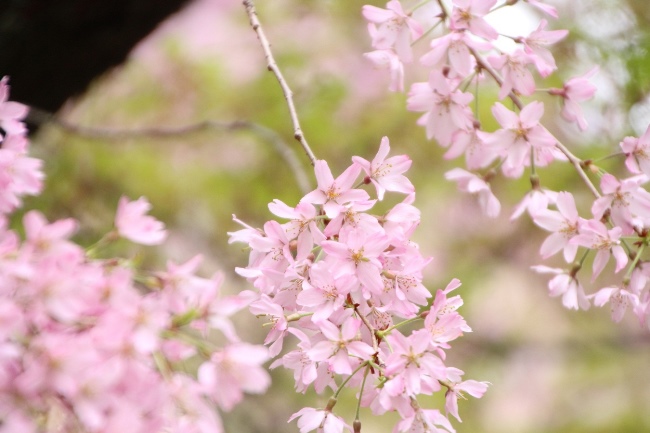 IMG_2590　一重紅枝垂れ桜横アップ