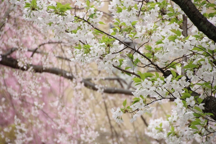 IMG_2654 大島桜　右側＼半分