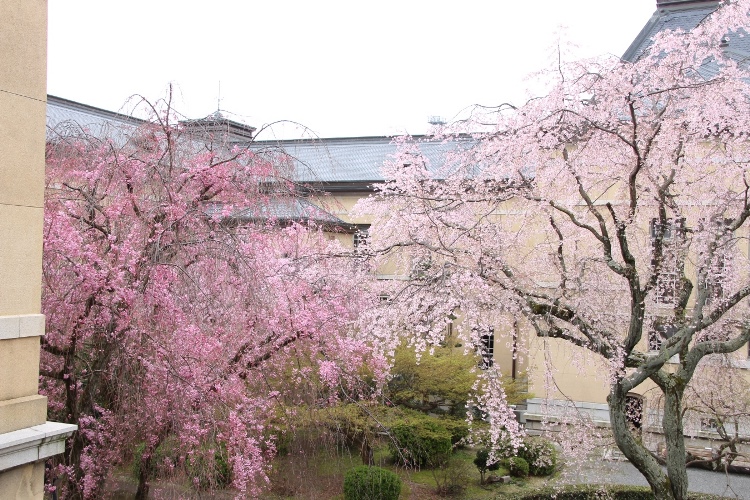 IMG_2709　左八重紅枝垂れ桜　右紅枝垂れ桜