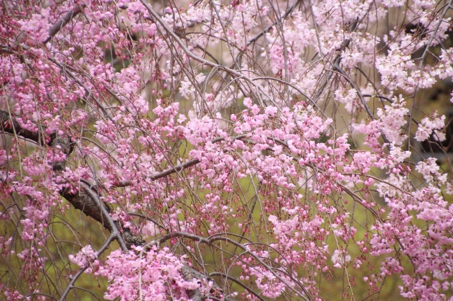 IMG_2717　左八重紅枝垂れ桜　右上祇園しだれ桜中アップ