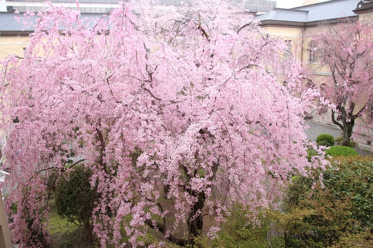 IMG_2818　東側から　一重紅枝垂れ桜全体