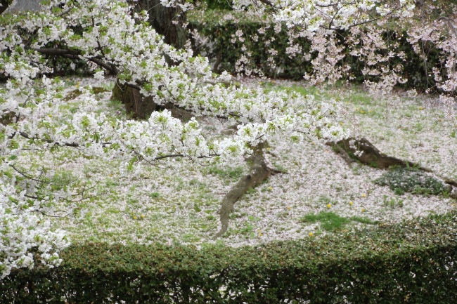 IMG_2843　大島桜左　散り祇園しだれ桜