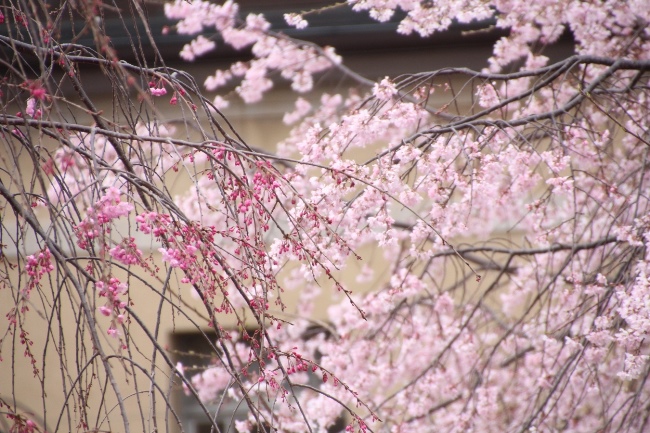 IMG_2713　左八重紅枝垂れ桜蕾　右祇園しだれ桜中アップ