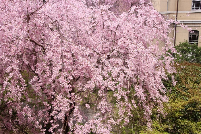 IMG_3007　紅枝垂れ桜２階より