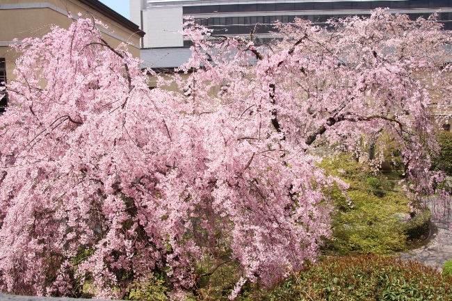 IMG_3120　一重紅枝垂れ桜手前　奥祇園しだれ桜