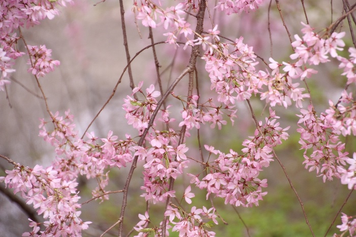 IMG_3054　八重紅枝垂れ桜　中アップ