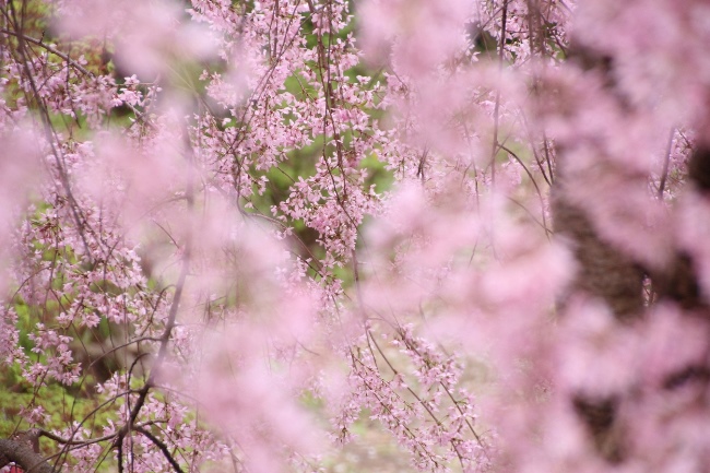 IMG_3057　八重紅枝垂れ桜　中アップぼかし