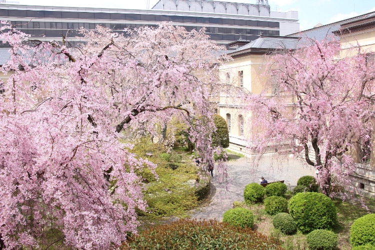 IMG_3121　東側から３種しだれ桜