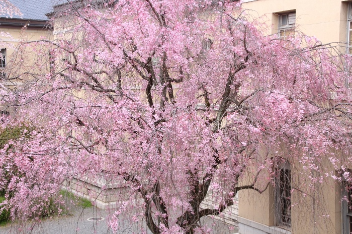 IMG_3123　八重紅枝垂れ桜　花部分全体