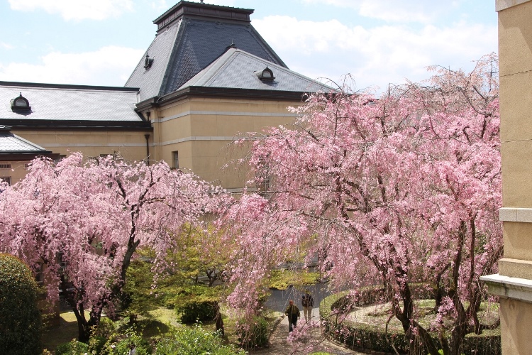 IMG_3154　北東から中庭　一重、八重紅枝垂れ桜