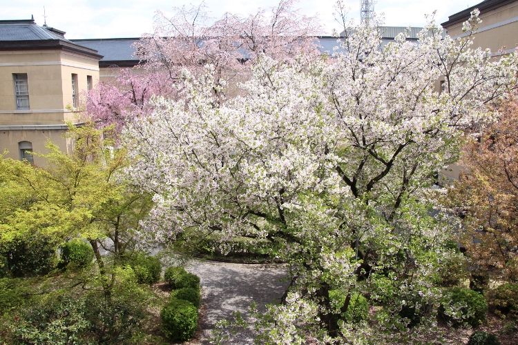 IMG_3172　西から大島桜など中庭全体風景