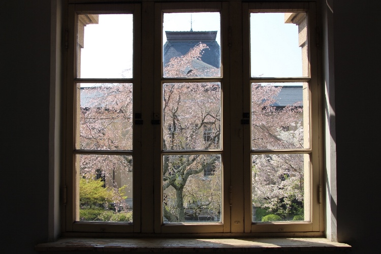 IMG_3526 祇園しだれ桜北側から窓越し