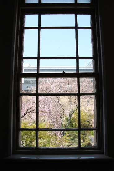 IMG_3621　縦　窓越し　一重、祇園しだれ桜