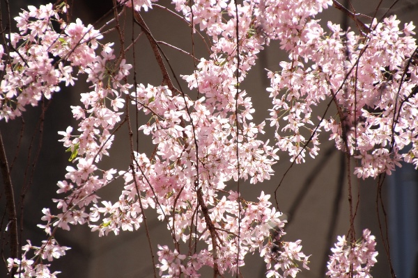IMG_3695　一重紅枝垂れ桜　照り花