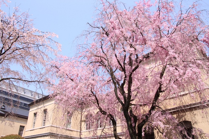 IMG_3715　八重紅枝垂れ桜青空＆旧本館アーチ窓バック