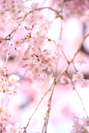 IMG_3735　縦　八重紅枝垂れ桜超アップ