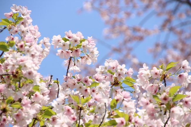 IMG_3754　大島桜中アップ青空アップ