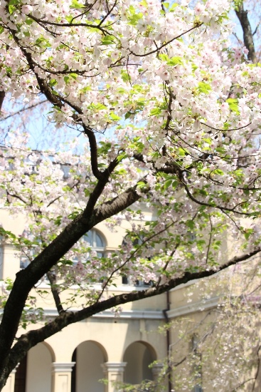 IMG_3764　縦　大島桜　アーチ柱バック