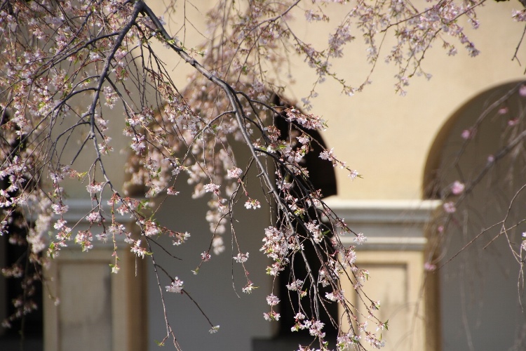 IMG_3780　西陽を受ける祇園しだれ桜アップとアーチ柱