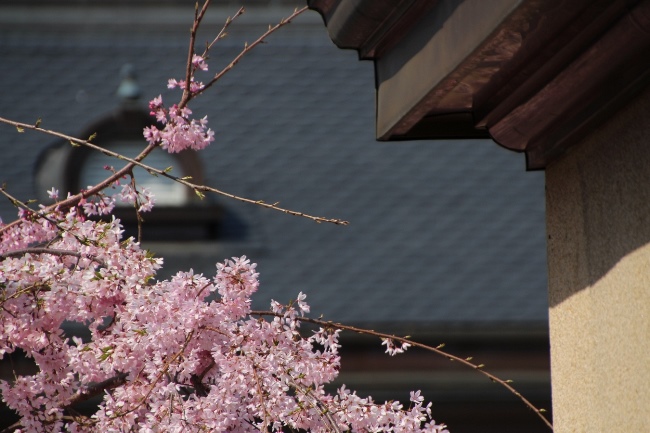 IMG_3784　一重紅枝垂れ桜トップアップと屋根バック
