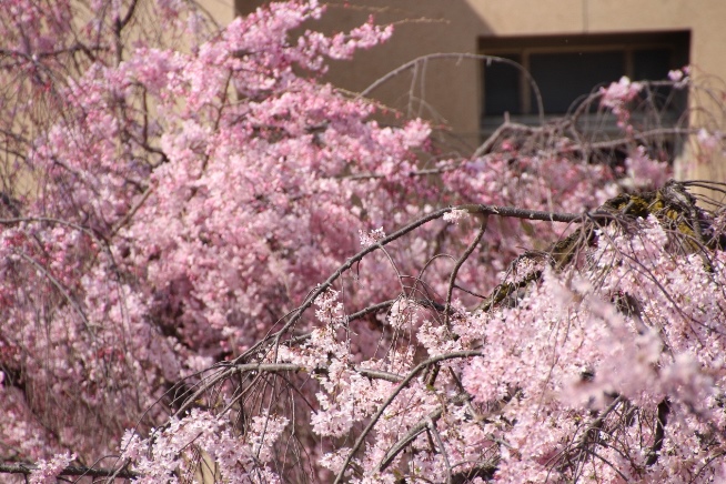 IMG_3791　手前一重、奥八重紅枝垂れ桜　上部アップ