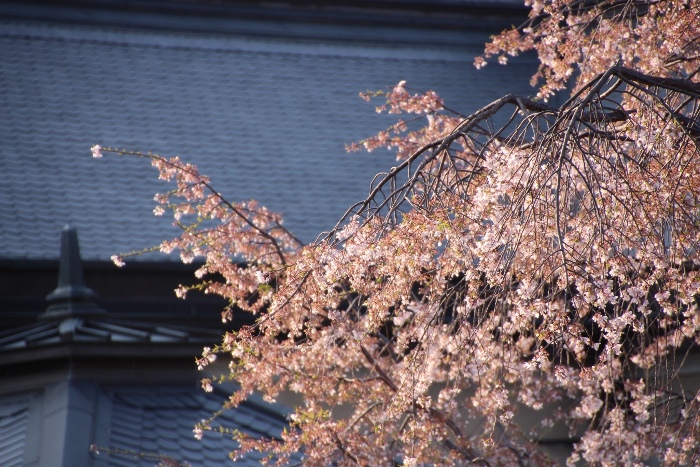 IMG_3884　西日を受け祇園しだれ桜上部アップ　屋根バック