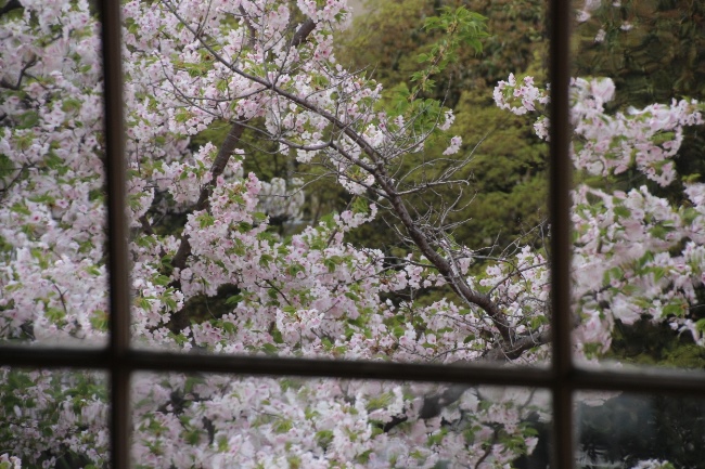 IMG_3917　正面窓越し　大島桜